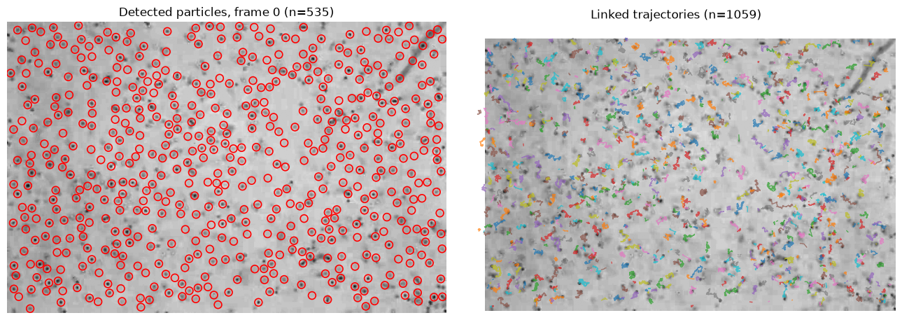 ../../_images/notebooks_segmentation_example_trackpy_12_0.png
