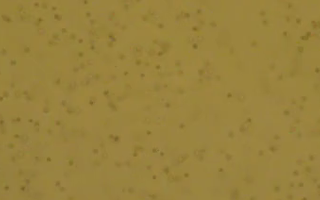 Bulk water fluorescence frame